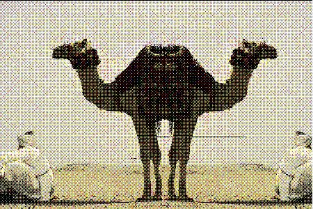 a palindromedary in the desert